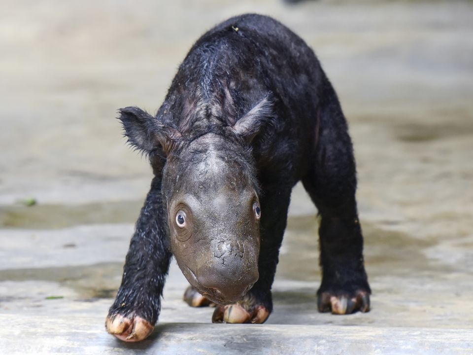 A Sumatran rhino calf walks in its enclosure at a Sumatran rhino sanctuary (Indonesian Ministry of Environment and Forestry via AP)